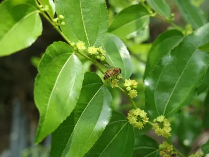 火焰, 蜜蜂, 枣树, 植物部分, 叶, 无脊椎动物, 野生动物, 动物主题 火焰, 蜜蜂, 枣树, 植物部分, 叶, 无脊椎动物, 野生动物, 动物主题