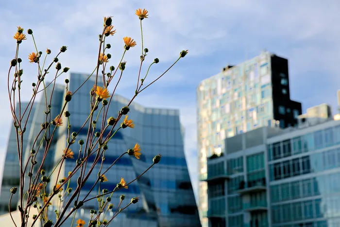 建筑，美丽，模糊，明亮，建筑，城市，特写，植物