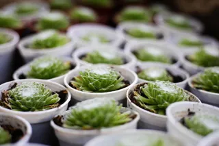 肉质、植物、绿色、食品和饮料、食品、健康饮食、新鲜、健康