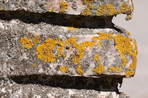 墙，细节，苔藓，石头，结构，图案，背景，资金