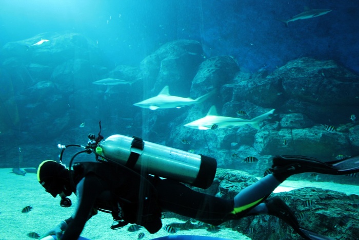 水肺潜水员，地板，大型，水族馆，潜水员
