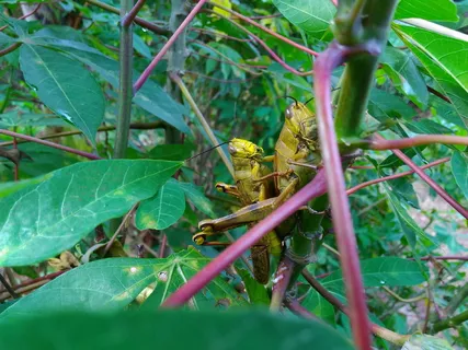 蚱蜢，昆虫，成对，都有，棕色，黄色，树，叶子