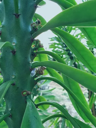 植物，无脊椎动物，昆虫，动物，蜜蜂，蜜蜂，仙人掌，芦荟