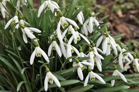 雪花莲,春天的,丛生的,白色的,花,春天,球茎花卉,花园 雪花莲,春天的,丛生的,白色的,花,春天,球茎花卉,花园
