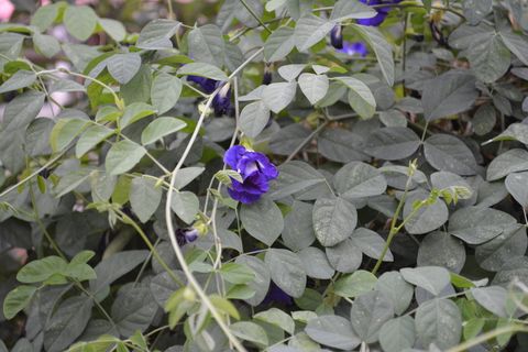 蝴蝶豌豆、花、猫、紫色、自然、藤蔓、叶子、夏天