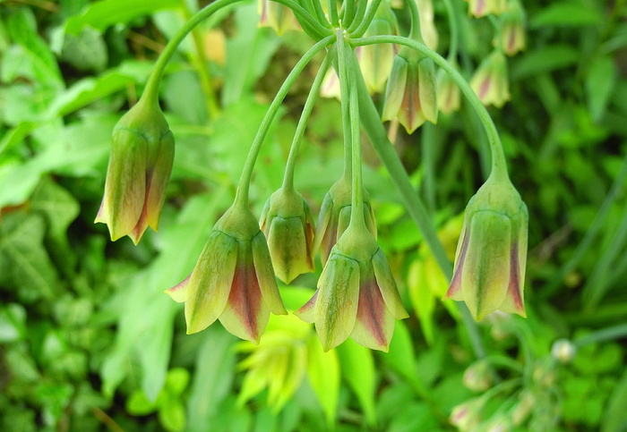 保加利亚花蜜洋葱，díszhagyma，nectaroscordum，siculus，花，绿色，花园，花园