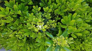 绿色，植物，生长，全框架，背景，植物部分，叶子，自然