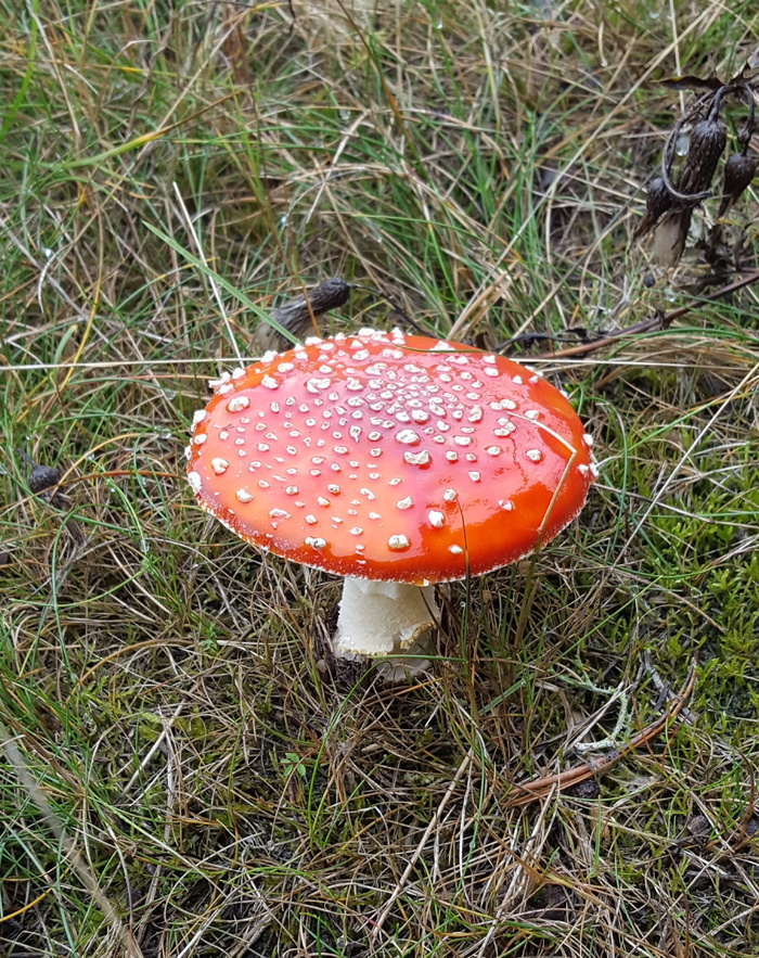 蘑菇，有毒，很少，真菌，红色，飞蘑菇，蔬菜，田地