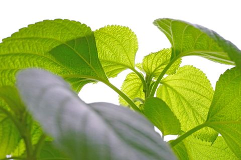 普通空心牙，galeopsis，植物，荨麻，紧密，叶子，植物部分，绿色