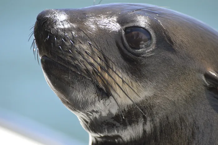 罗比，海，米雷斯·贝沃纳，岛，海豹，海洋，出现，一种动物