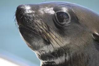 罗比，海，米雷斯·贝沃纳，岛，海豹，海洋，出现，一种动物