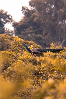 植物上的棕色和蓝色鸟