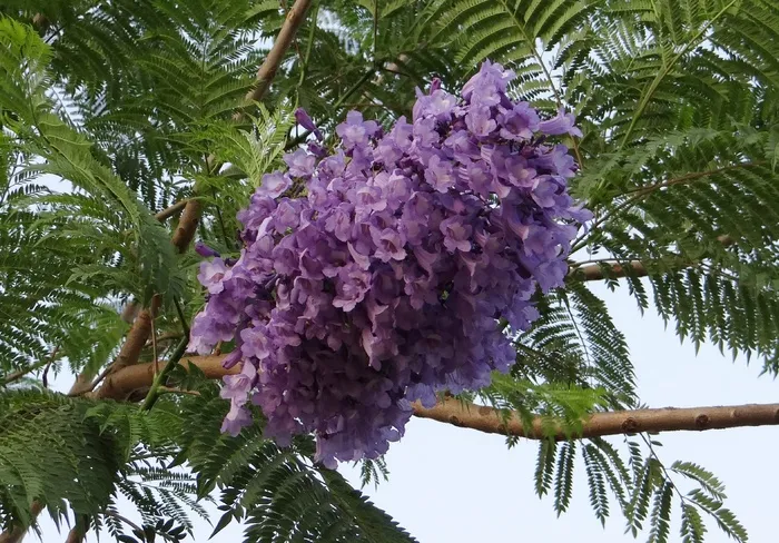 蓝花楹 mimosifolia, 鲜花, 蓝花楹, 蓝色蓝花楹, 黑 Poui, 蕨树, Kittur, 印度