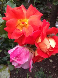 玫瑰,开花,开花,五颜六色,开花植物,花,花瓣,植物 玫瑰,开花,开花,五颜六色,开花植物,花,花瓣,植物