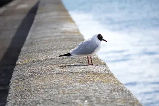 海鸥，鸽子，鸽子，鸟，动物，海湾小径，海岸，水