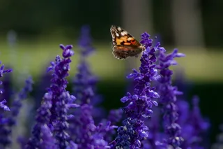 加拿大，多伦多，高公园，6ix，多伦多高公园，自然，自然，昆虫