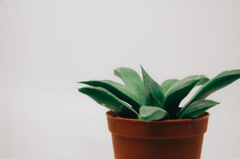 绿叶植物 绿叶植物