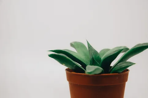 绿叶植物 绿叶植物