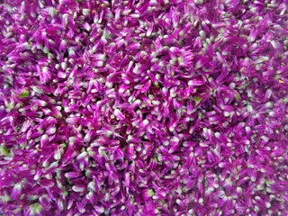 gomphrena，globosa，花，装饰，自然，美丽，多彩，植物学