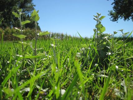 白杨，亚伯勒，银杨，银叶杨，白杨，乔木，幼嫩新鲜，嫩枝