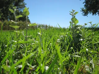 白杨，亚伯勒，银杨，银叶杨，白杨，乔木，幼嫩新鲜，嫩枝