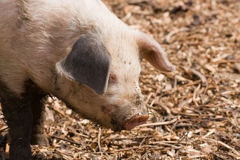 土壤上的猪，猪，小猪，可爱，特写，婴儿，幼小，鼻子