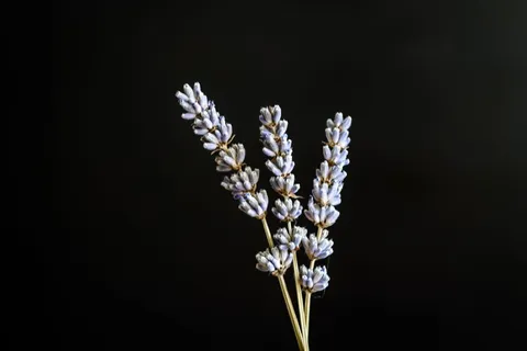 俄罗斯，薰衣草，花朵，花朵，花朵，美丽，自然，黑色