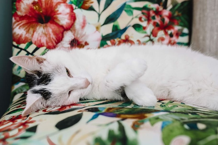 支撑墙壁单元的基本元素-猫