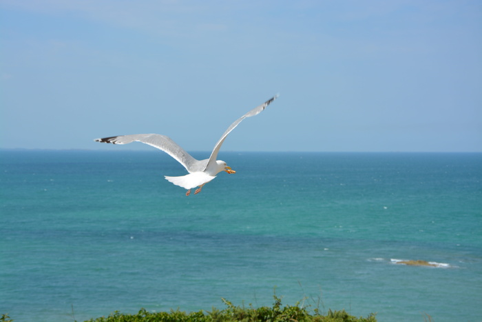 海鸥，海鸥，海洋，自然，鸟类，天空，海滩，海岸边缘