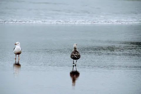 海鸥,海滩,二,跑,海,鸟,二,跑,海,鸟 海鸥,海滩,二,跑,海,鸟,二,跑,海,鸟