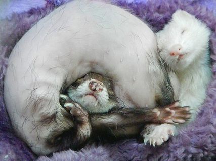 美国，艾耶尔，向上，卷曲，不可能，睡眠，自然，白色