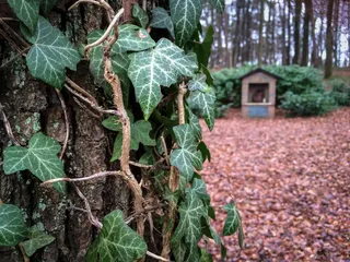 常春藤、树木、树皮、森林、原木、攀缘植物、兰科植物、树叶