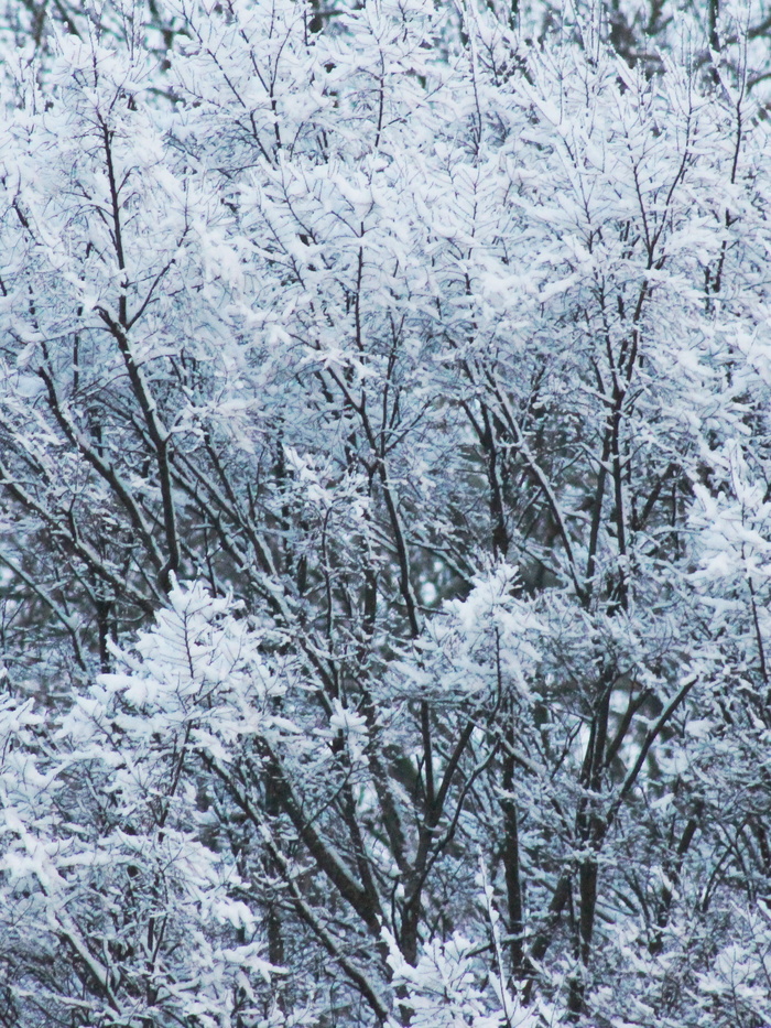 森林，树，雪，雪顶，白雪覆盖，寒冷，冰，寒冷