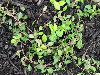 叶，自然，木屑，森林，木材，叶，植物部分，生长