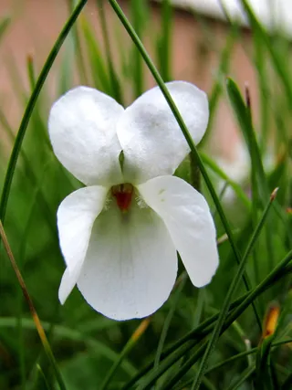 白, 紫罗兰色, 春天, 花园, 草甸, 性质, 特殊功能, 鲜花