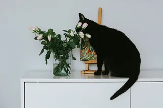 有花和画的黑猫