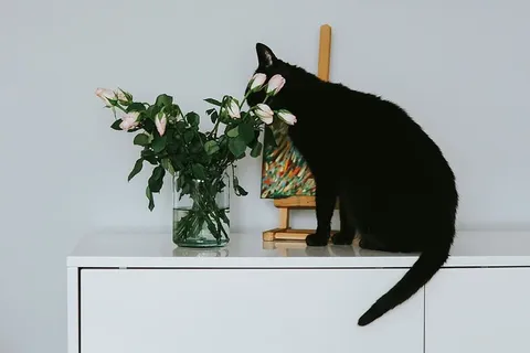 有花和画的黑猫 有花和画的黑猫