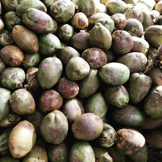 印度，椰子，椰子，椰子树，椰子树，热带，生活，旅行