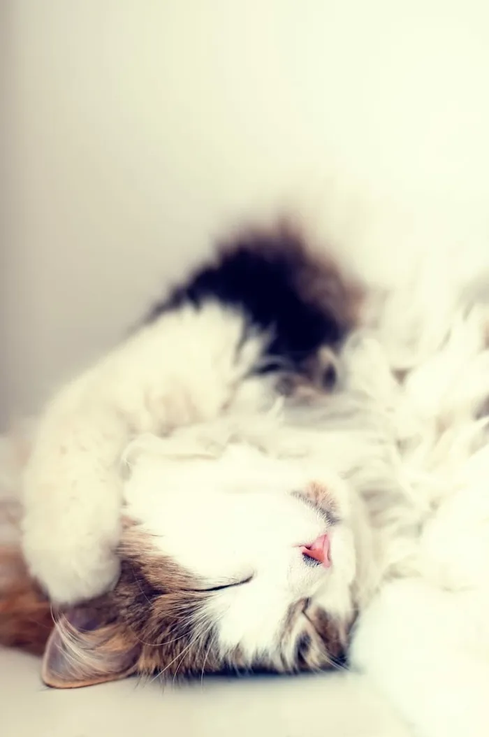 棕色和白色皮毛的猫睡在白色的地面上