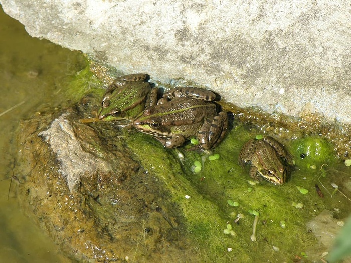 跳跃者，水藻，水藻，青蛙，一种动物，动物主题，野生动物