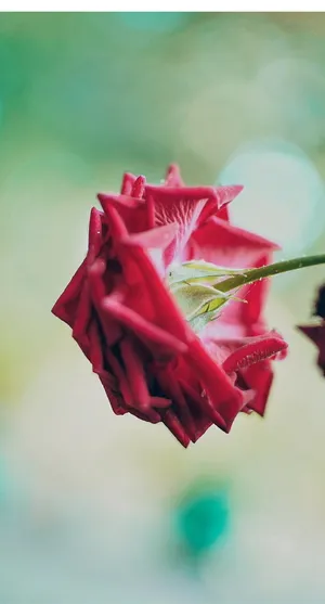 模糊，波基，自然，宏观，史诗，玫瑰，花朵，开花植物
