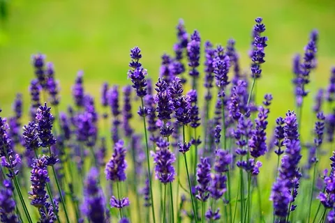 浅,聚焦摄影,紫色,薰衣草,薰衣草,花朵,野生植物,野生蓝色 浅,聚焦摄影,紫色,薰衣草,薰衣草,花朵,野生植物,野生蓝色