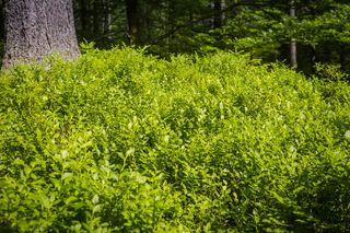 越桔，蓝莓，夏天，高山，森林，蓝莓，树木，浆果