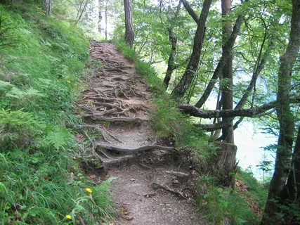 迁徙路径,小径,森林路径,路径,根路径,奥地利,韦森湖,根 迁徙路径,小径,森林路径,路径,根路径,奥地利,韦森湖,根