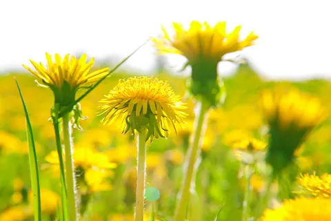 背景, 开花, 光明, 多彩, 蒲公英, 环境, 原野, 鲜花 背景, 开花, 光明, 多彩, 蒲公英, 环境, 原野, 鲜花