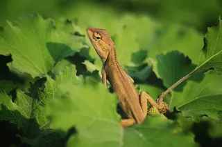 lacerta，动物，树上，绿色，孟加拉国，景观，纽约，动物主题