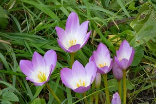 花，草上的花，草，自然，桌面，伟大，紫色，开花植物