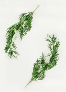 草本植物 草本植物