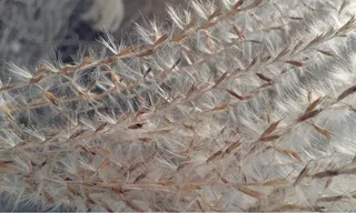 植物，花粉，植物，春天，花园，自然，花朵，特写