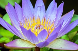 紫色，黄色，睡莲花，特写，摄影，睡莲，花，花